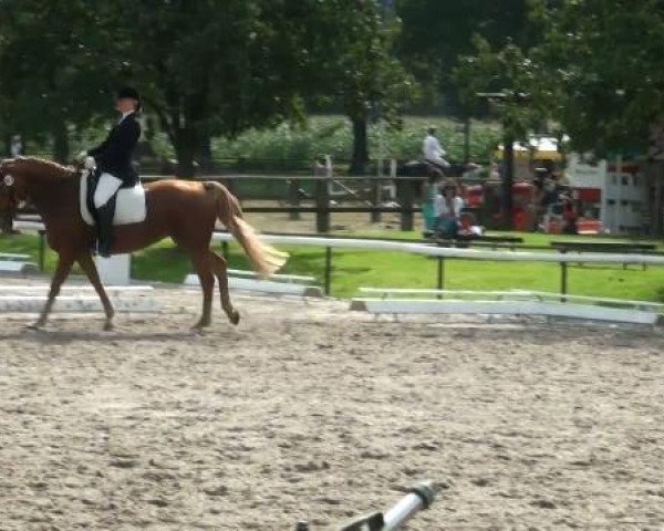 dressage horse Weltmeyer Lady (Hanoverian, 1996, from Weltmeyer)