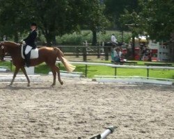 dressage horse Weltmeyer Lady (Hanoverian, 1996, from Weltmeyer)