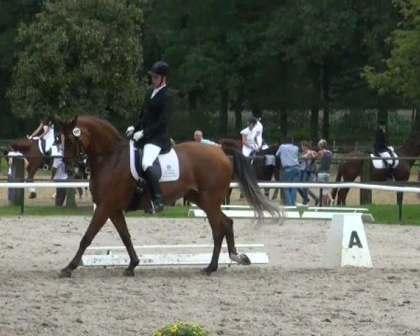 dressage horse Grand Avenir (Hanoverian, 1998, from Grand Cru)
