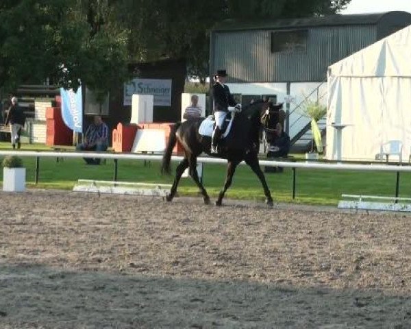 dressage horse Sandino H (Westphalian, 2004, from Show Star)