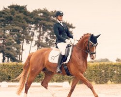 dressage horse Douceur 6 (Hanoverian, 2013, from De Niro)
