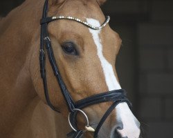 dressage horse Dwight D. Eisenhower (German Riding Pony, 2017, from Dornik B)