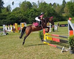 dressage horse Josefine 64 (Pony without race description, 2011)