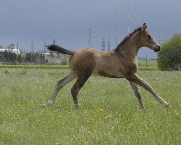 Pferd Thelio Galileo (KWPN (Niederländisches Warmblut), 2020, von The Gold Fox xx) Pferd Thelio Galileo (KWPN (Niederländisches Warmblut), 2020, von The Gold Fox xx)