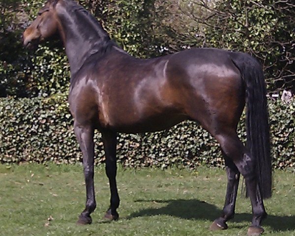 dressage horse Lesgö (Hanoverian, 2003, from Londonderry)