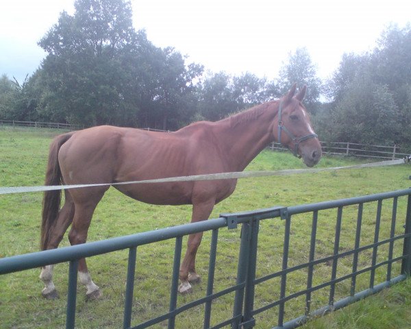 broodmare Fidele (Westphalian, 1993, from Fagott)