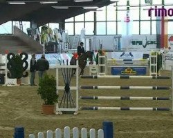jumper Louis (Westphalian, 2004, from Lancer III)