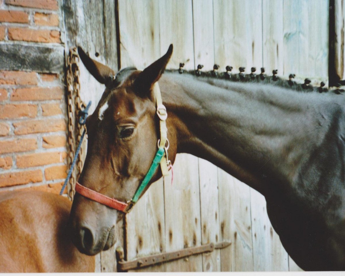 broodmare Pauline (Westphalian, 1997, from Phoenix)