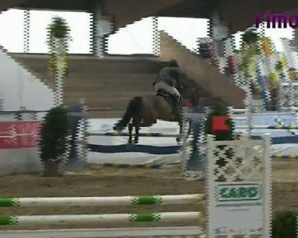 jumper Con Capitano (Holsteiner, 2003, from Con Capitol)