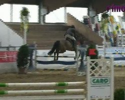 Springpferd Con Capitano (Holsteiner, 2003, von Con Capitol)