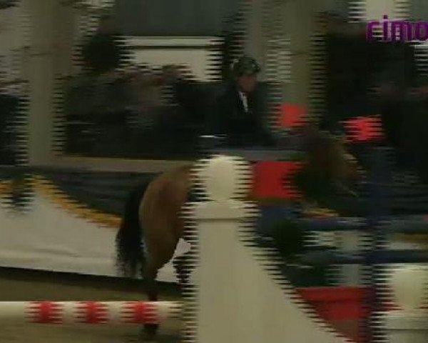 jumper Wilardo Uno (KWPN (Royal Dutch Sporthorse), 2003, from Numero Uno)