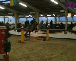 Springpferd Quintano 19 (Oldenburger, 2006, von Quality 9)