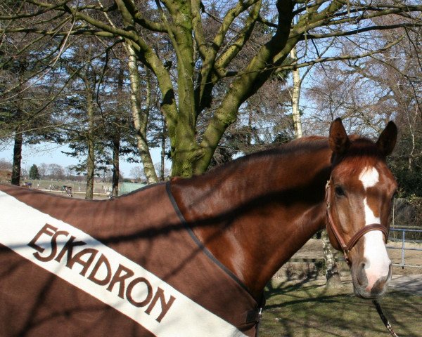 dressage horse Jazzman's Rubinero (Westphalian, 2006, from Jazz Rubin)