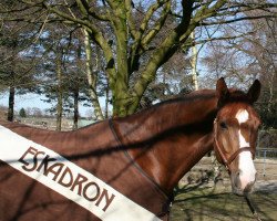 dressage horse Jazzman's Rubinero (Westphalian, 2006, from Jazz Rubin)