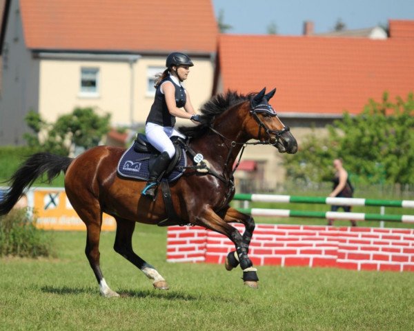 Springpferd First Mia (Oldenburger Springpferd, 2007, von Freshman)