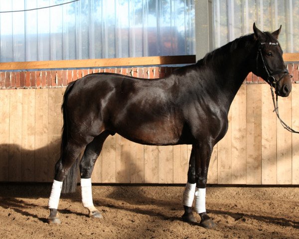 horse Romanesko (Oldenburg, 2005, from Blue Hors Romanov)