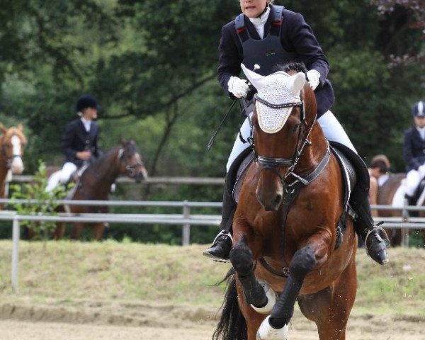 dressage horse Crocodil Dundee (Westphalian, 2002, from Collin L)