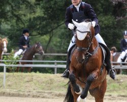 dressage horse Crocodil Dundee (Westphalian, 2002, from Collin L)