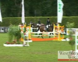 jumper Dave 21 (Hanoverian, 2003, from Drosselklang II)