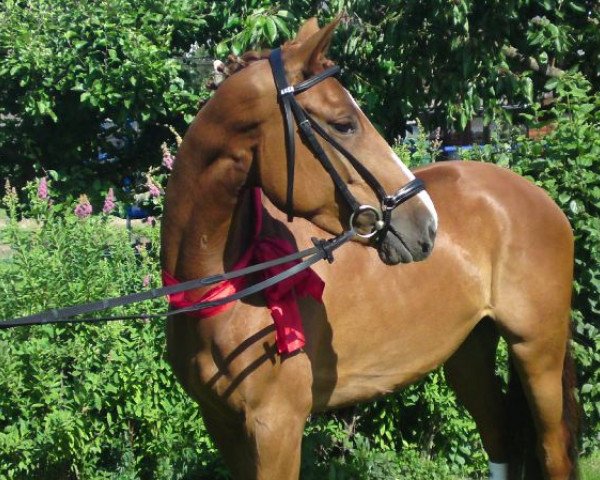 horse Helena (Hessian Warmblood, 2006, from High Spirits)