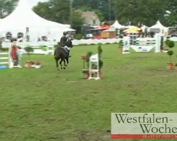 dressage horse Pascalina 9 (German Riding Pony, 2005, from Principal Boy)