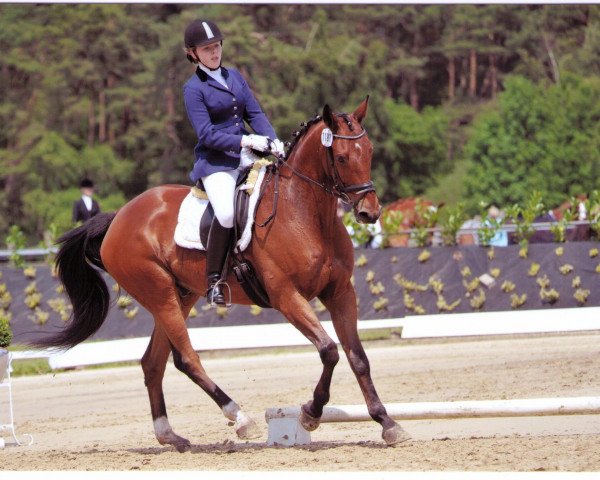 dressage horse Pico (Hanoverian, 2000, from Sevillano xx)