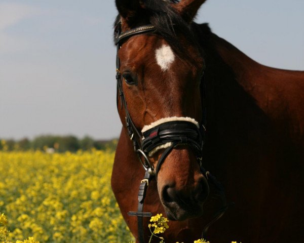 Pferd Amadeus 650 (Westfale, 2000, von Ad hoc)
