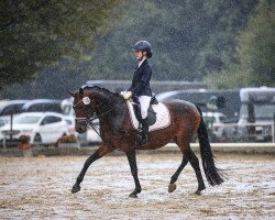 broodmare dann kam Polly (Westphalian, 2008, from Der feine Lord AT)