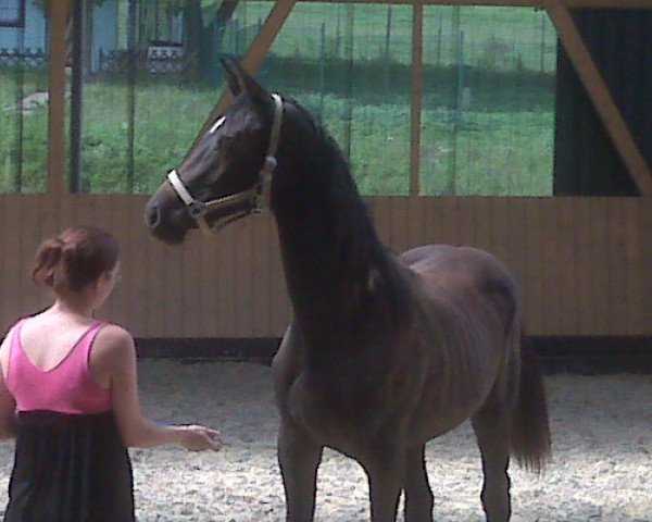 broodmare Cyralana (Westphalian, 2009, from Cyrano)