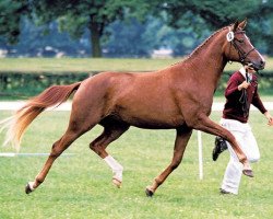 broodmare Passionata (Brandenburg, 1996, from Brandenburger)