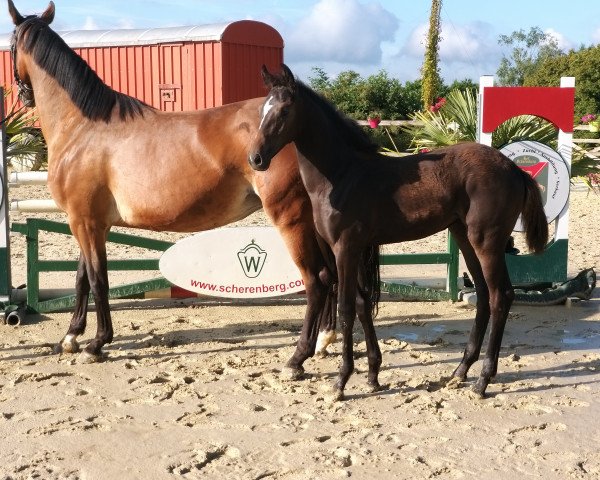 horse Stute von Conthargos / Bellini Royal (Westphalian, 2022, from Conthargos)