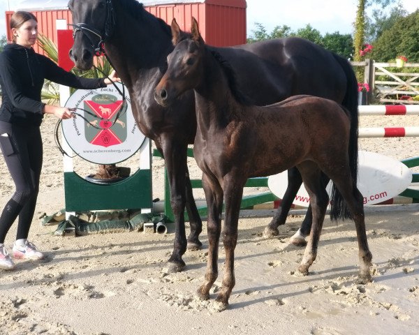 horse Taloudiva S (Westphalian, 2022, from Taloubet Z)