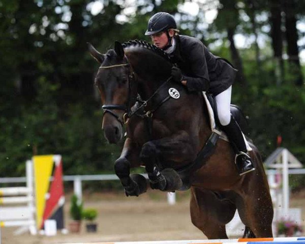 horse Quality Street (Oldenburg show jumper, 2006, from Quality 9)