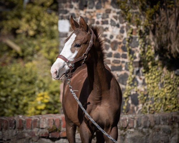 Pferd Hengst von Capistrano / Asca (Westfale, 2022, von Capistrano 2)