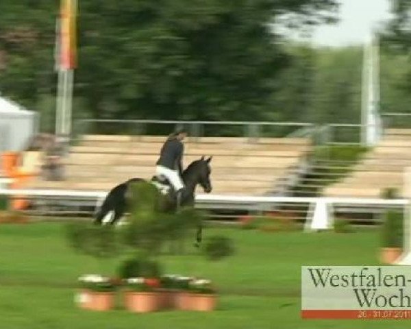 Springpferd Chocolat 27 (Oldenburger, 2006, von Cafe au lait 2)
