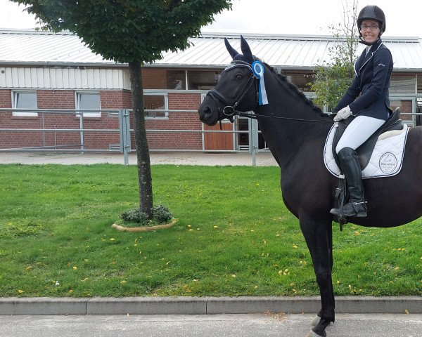 Dressurpferd Cadeur M (Trakehner, 2015, von Oliver Twist)