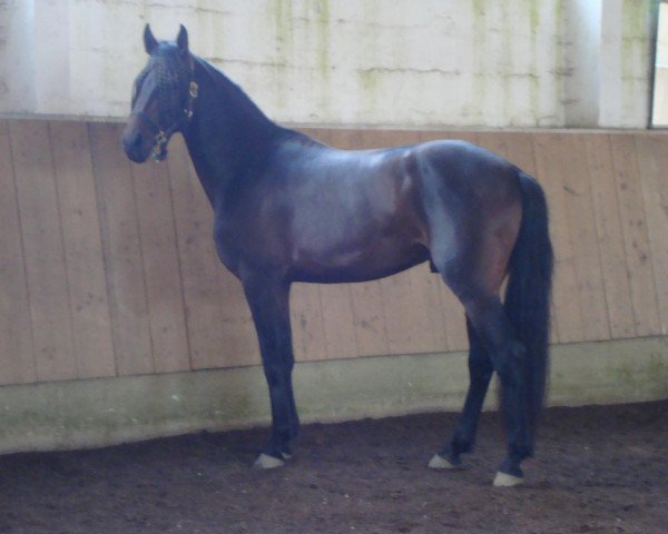 horse Hidalgo (Hanoverian, 2009, from Harke fan it Jaachpaad)