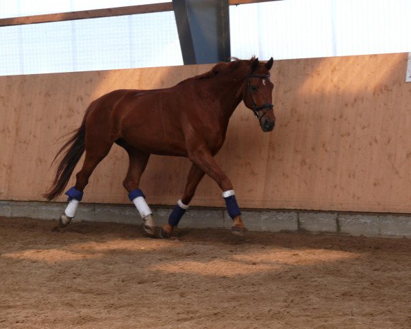 Pferd Don Farrell (Hannoveraner, 2003, von Don Frederico)
