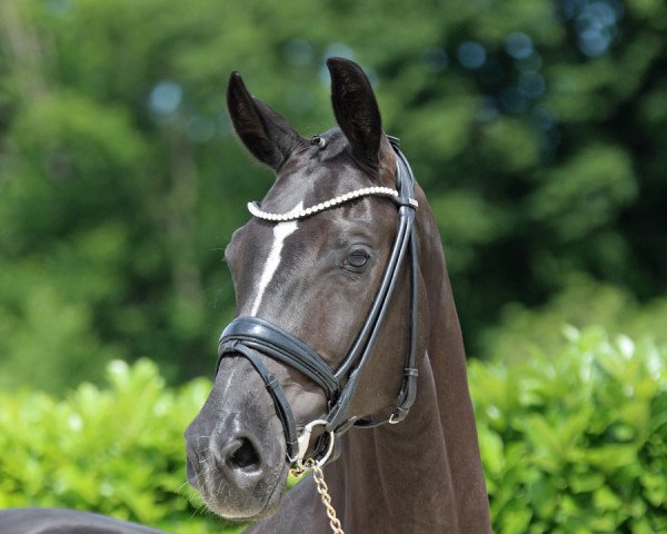 horse Schokokiss (Westphalian, 2016, from Sir Heinrich OLD)