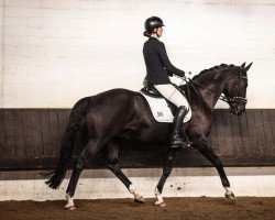 Dressurpferd Humphrey Bogart (Trakehner, 2015, von Grimani)