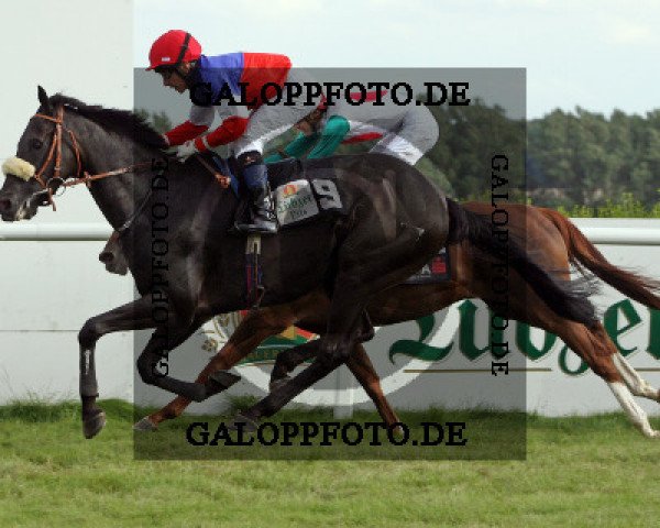horse Cyrus xx (Thoroughbred, 2005, from Goofalik xx)