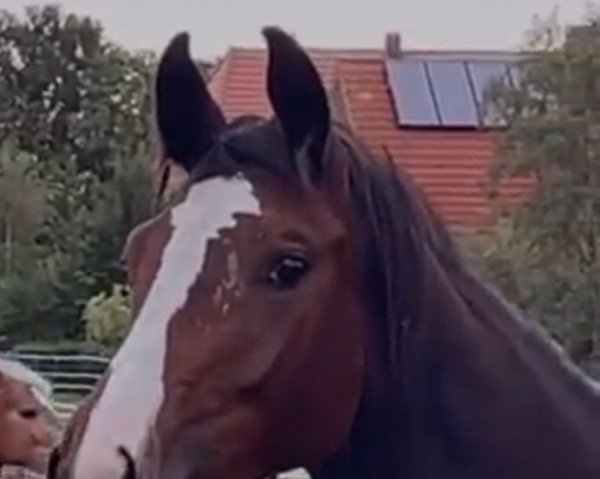 broodmare Lollipop (Hanoverian, 2021, from Labbadio)