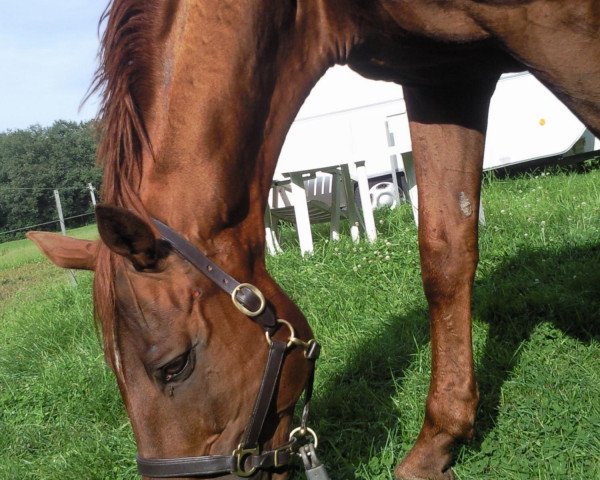 jumper Fanfaron 8 (Romanian Warmblood, 1993, from Finish)