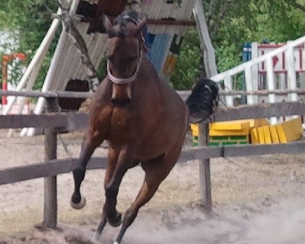 horse Dandelo 2 (German Riding Pony, 1994, from Dressman)