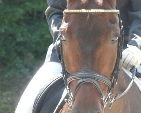 broodmare Anastasia (German Sport Horse,  , from Amageddon 11)