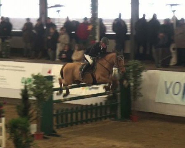jumper Chico 606 (Oldenburg, 1999, from Carte d'Or)