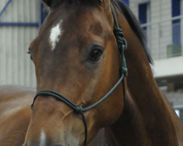 jumper Curd (Holsteiner, 2007, from Caretino)