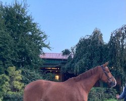 jumper Be Happy 87 (Hanoverian, 2018, from Balou Peggio)