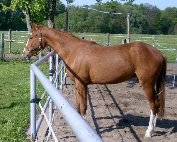 horse Qiubi (German Sport Horse, 2010, from Quaterback) horse Qiubi (German Sport Horse, 2010, from Quaterback)