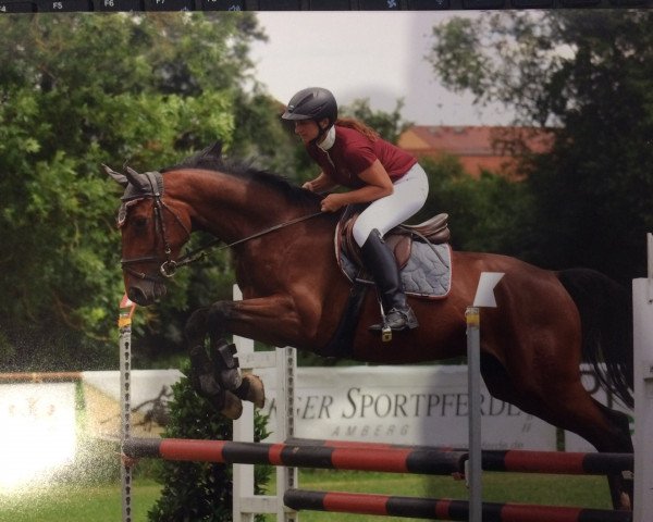 jumper Call me Charly 4 (German Sport Horse, 2014, from Caretello B)